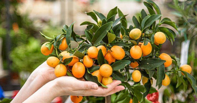 Freepik/pvproductions